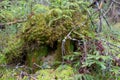 Green fairy stump.