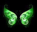 Green fairy wings Royalty Free Stock Photo