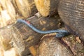 Green fake snake lying on wood logs