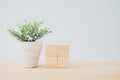 fake tree in grunge little white pot and empty wooden cube block on wooden desk with blue background included copy space