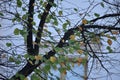 Green fall leaves on branches in a park in Charlottenburg Berlin Germany