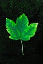 Green fallen leaf on Royalty Free Stock Photo