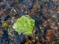 Green fallen leaf stuck on stone at bottom of fast shallow stream, leaf under rippling water surface Royalty Free Stock Photo