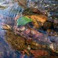 Green fallen leaf stuck on stone at bottom of fast shallow stream, leaf under rippling water surface, refraction of light Royalty Free Stock Photo