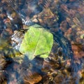 Green fallen leaf stuck on stone at bottom of fast shallow stream, leaf under rippling water surface, refraction of light Royalty Free Stock Photo