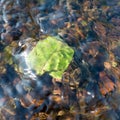 Green fallen leaf stuck on stone at bottom of fast shallow stream, leaf under rippling water surface, refraction of light Royalty Free Stock Photo