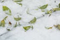 Green fallen leaves lie on the sidewalk under the snow Royalty Free Stock Photo