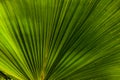 Green Fan Palm Circular Leaf