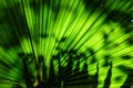 Green fan palm leaf for background texture Royalty Free Stock Photo