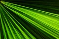 Green fan palm leaf for background texture Royalty Free Stock Photo