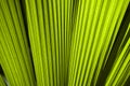 Green fan palm leaves Royalty Free Stock Photo