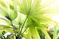 Green fan palm leaves close up Royalty Free Stock Photo