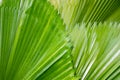 Green Fan Palm , Licuala palm nature abstract background Royalty Free Stock Photo