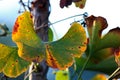 GREEN FAN SHAPED GINKGO BILOBA LEAVES WITH YELLOW AND RUST CHANGES Royalty Free Stock Photo