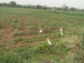 Green farm beautiful duck open land