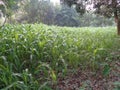 Green Farm field, trees and blue sky Royalty Free Stock Photo