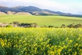 Green farm landscape with yellow canola field in foreground and mountains in the background Royalty Free Stock Photo