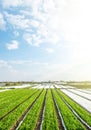 Green farm potato fields on an sunny morning day. Agricultural industry growing potatoes vegetables. Agroindustry and agribusiness