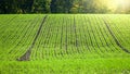 Green farmer`s field, prepared for the next season.