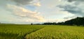 Green farming field landscape nature scene Royalty Free Stock Photo