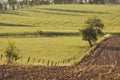 Green farming fields in countryside summer landscape, Poland Royalty Free Stock Photo