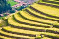 Green farming terraces with stone walls in Pisac town in Peru