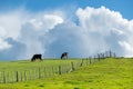 Green farmland with black-and-white cows standing along the ridge of a hill, with blue sky and fluffy white clouds behind Royalty Free Stock Photo