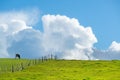 Green farmland with black-and-white cows standing along the ridge of a hill, with blue sky and fluffy white clouds behind Royalty Free Stock Photo