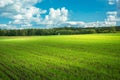 Green farmland with forest on the horizon and white clouds in the sky Royalty Free Stock Photo