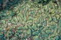 This is a green favia coral with bright red and green eyes. Sea coral during low tide