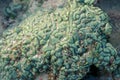 This is a green favia coral with bright red and green eyes. Sea coral during low tide