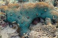 This is a green favia coral with bright red and pink eyes