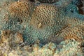 This is a green favia coral with bright red and pink eyes