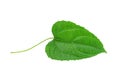 Green feaf of plukenetia volubilis, sacha inchi, sacha peanut Royalty Free Stock Photo