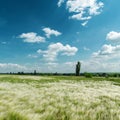 Green feather-grass and blue sky Royalty Free Stock Photo