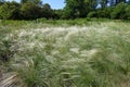 Green feather grass with flowering spikes Royalty Free Stock Photo