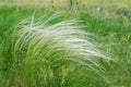 Green feather grass, mat grass Royalty Free Stock Photo