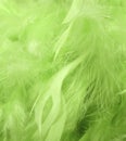 Green feathers Royalty Free Stock Photo