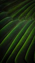 Green feathers Royalty Free Stock Photo
