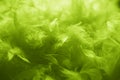 Green feathers background - stock photo Royalty Free Stock Photo