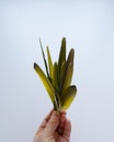 Green feathers in hand. isolated white