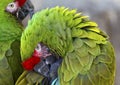 Green Feathers Military Macaws Royalty Free Stock Photo