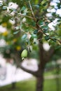Green feijoa fruit grows on a tree branch in the park Royalty Free Stock Photo
