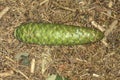 Green female cone of Norway spruce at Belding Preserve in Connecticut.