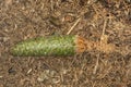 Green female cone of Norway spruce at Belding Preserve in Connecticut.