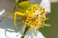Green Female Crab Spider Eating Flower Nectar