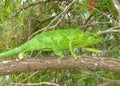 Green Female Jackson's Chameleon lizard, Chama Royalty Free Stock Photo