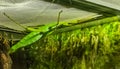 Green female malayan jungle nymph in closeup, walking stick insect specie from Asia