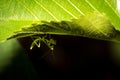 Green female Praying Mantis nymph cleaning itself, Madagascar Royalty Free Stock Photo