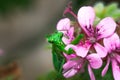 Green female Praying Mantis Sitting on a green plant with pink flowers Royalty Free Stock Photo